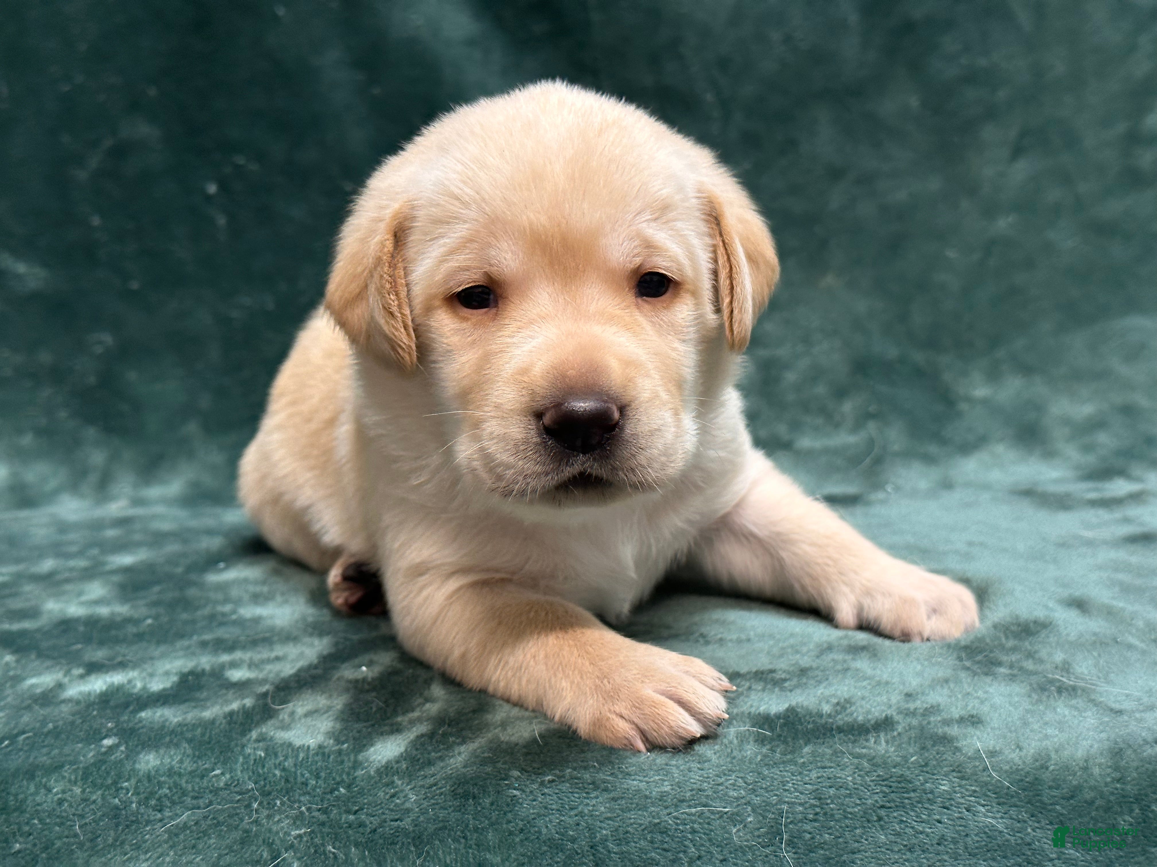 Labrador Retriever dogs Female #2 aka second born  - Ad 2