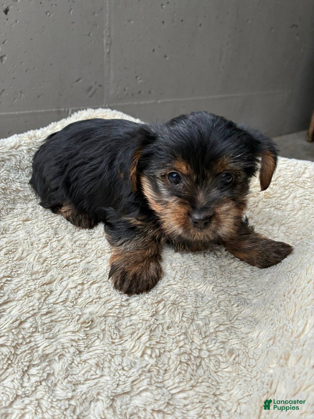 Yorkshire Terrier dogs for sale: Angel - Ad 3