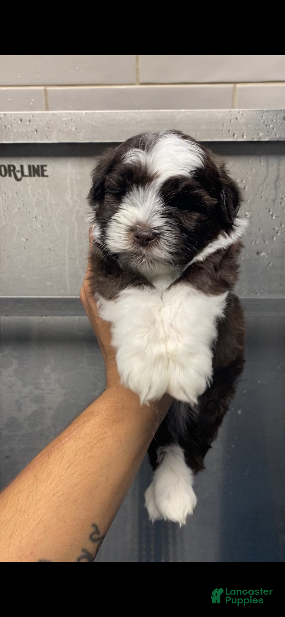 Miniature Schnauzer dogs Miniature Schnauzer Puppy 3 - Ad 4