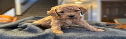 Goldendoodle dogs for sale: Felix - Ad 5