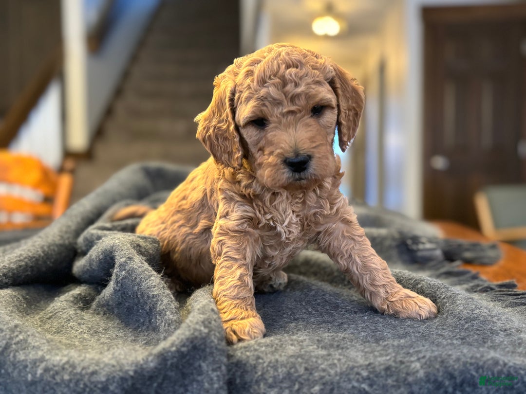 Goldendoodle dogs for sale: Felix - Ad 5