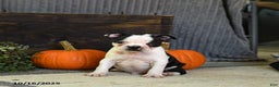 Boston Terrier dogs for sale: King - Ad 9