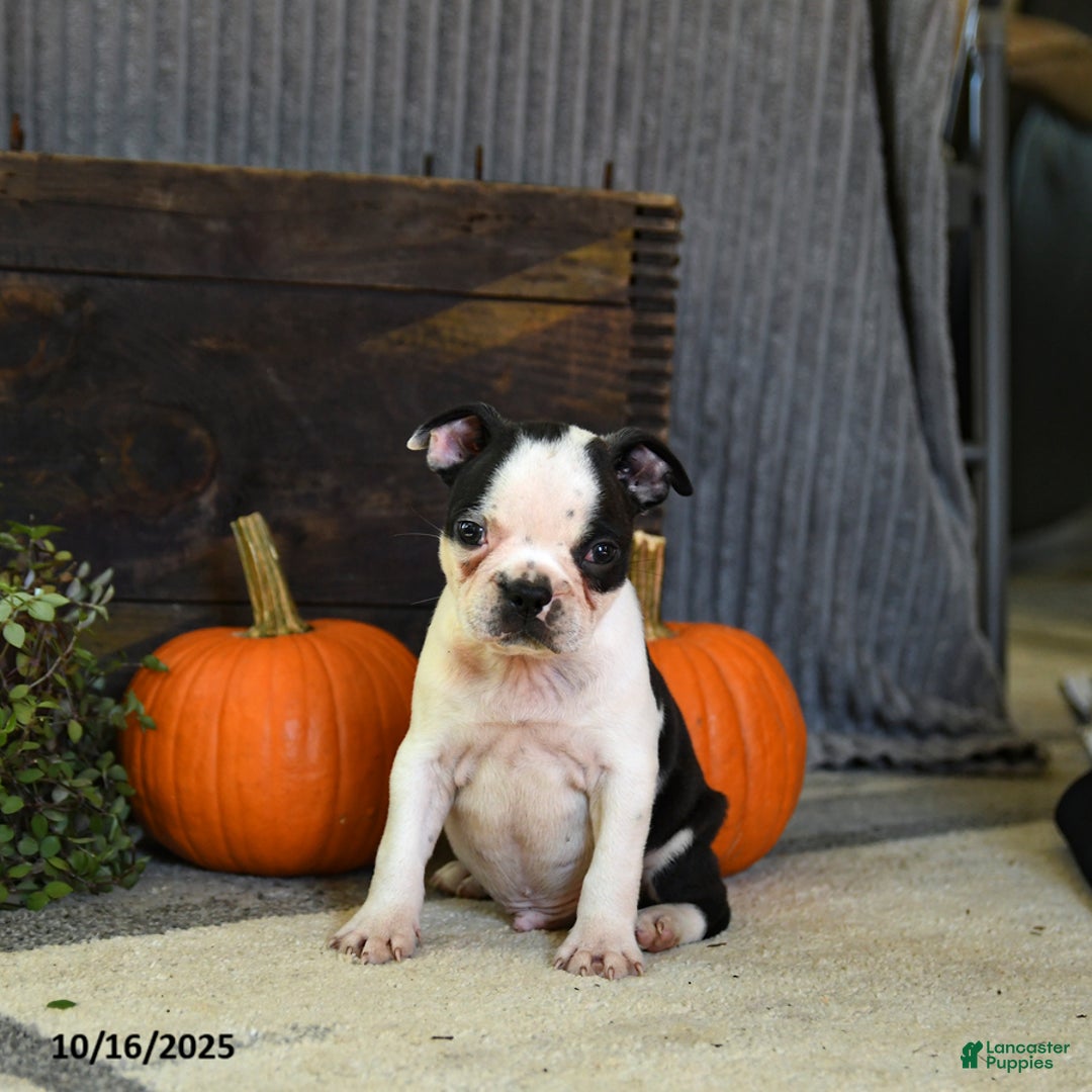 Boston Terrier dogs for sale: King - Ad 9