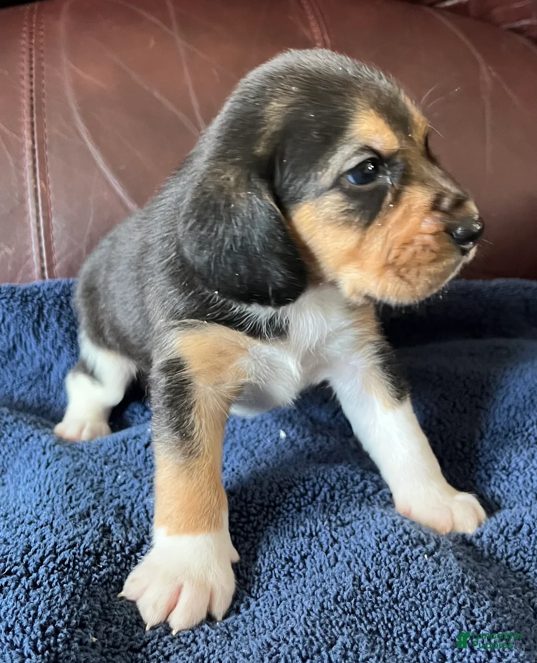 Beagle dogs for sale: Beagle 2 - Ad 1