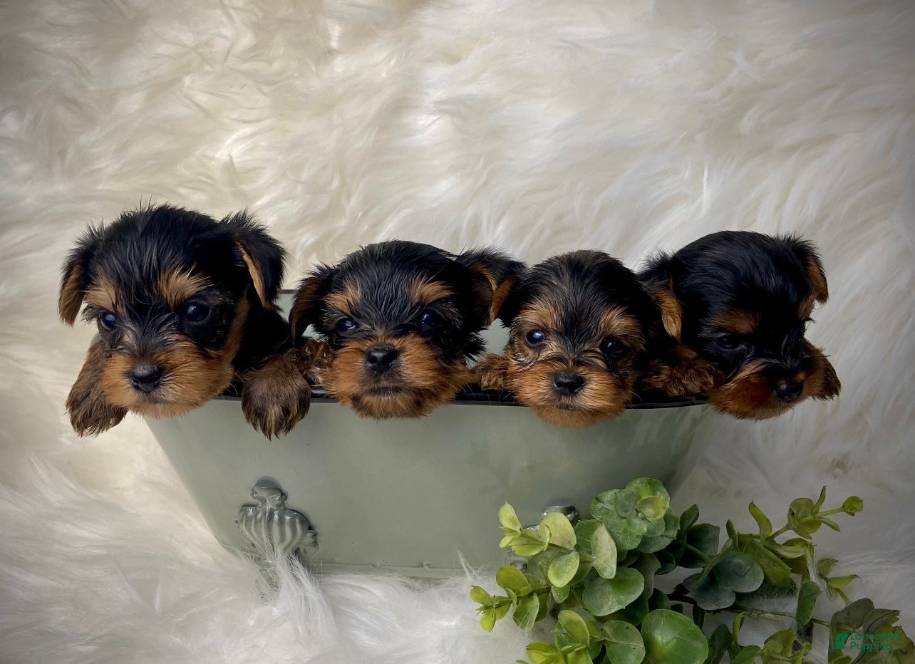 Premier Pups Toy Boston Terrier Puppies For Sale Near Me Brody For