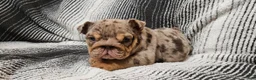 English Bulldog dogs for sale: English Bulldog Puppy 1 - Ad 5