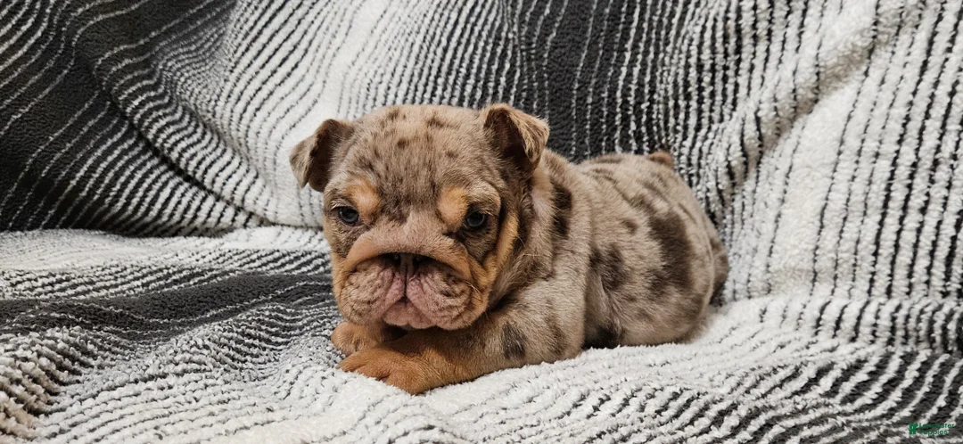 English Bulldog dogs for sale: English Bulldog Puppy 1 - Ad 5