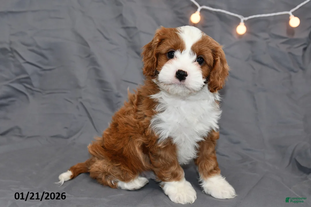 Cavapoo dogs for sale: Malachi - Ad 3