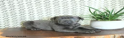 Cane Corso dogs for sale: Ace - Ad 3