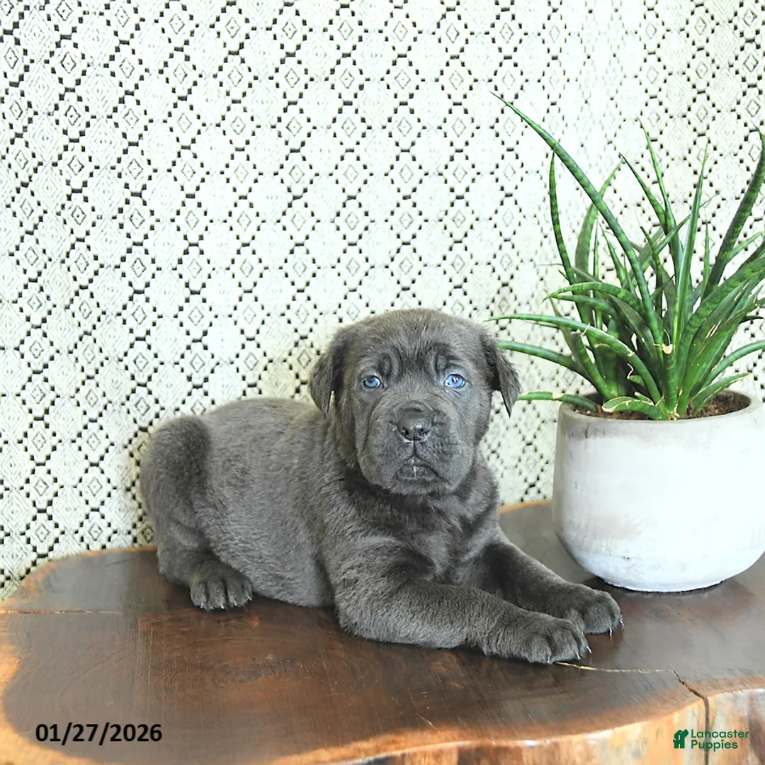 Cane Corso dogs for sale: Ace - Ad 3