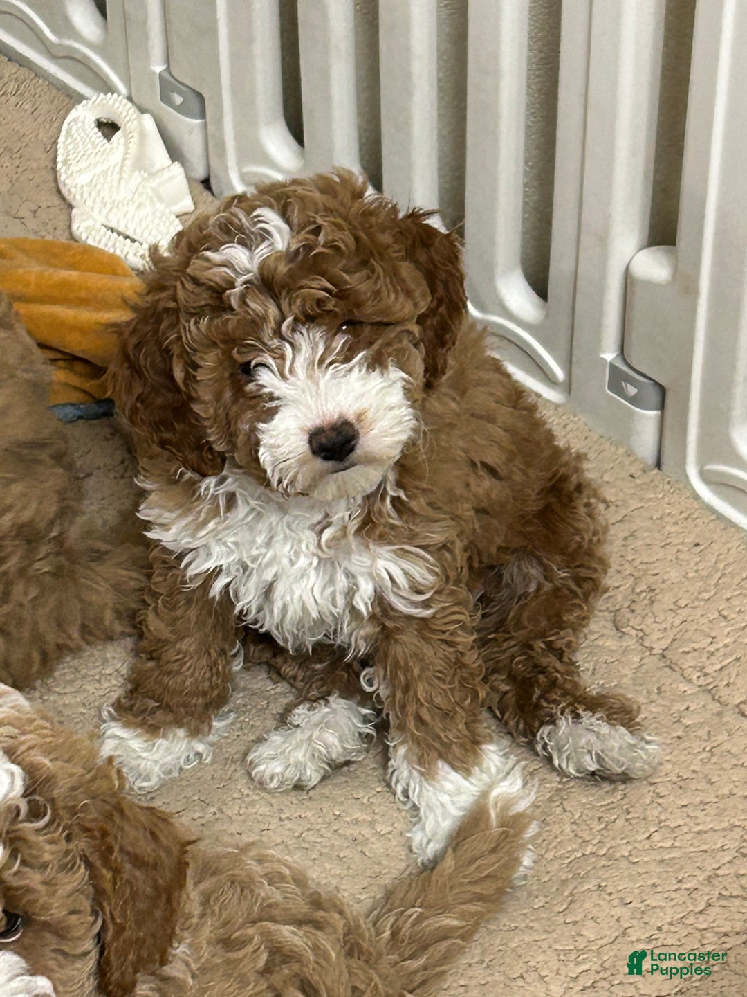 Mini Goldendoodle dogs for sale: Petite Tuxedo Mini Goldendoodle Teddy - Ad 1