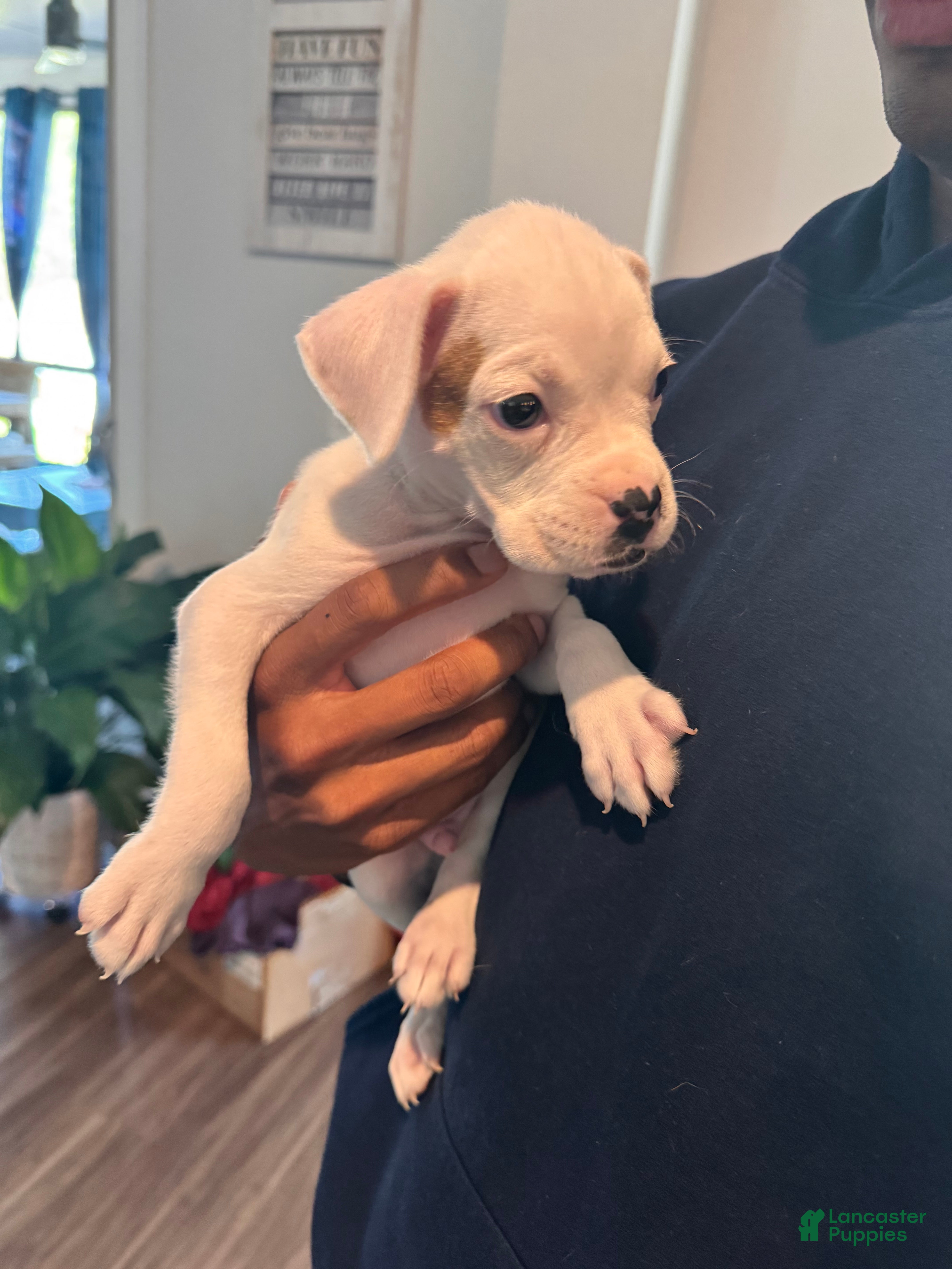 Boxer dogs Spot - Ad 1