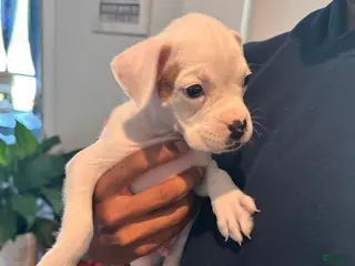 Boxer dogs for sale: Spot - Ad 4