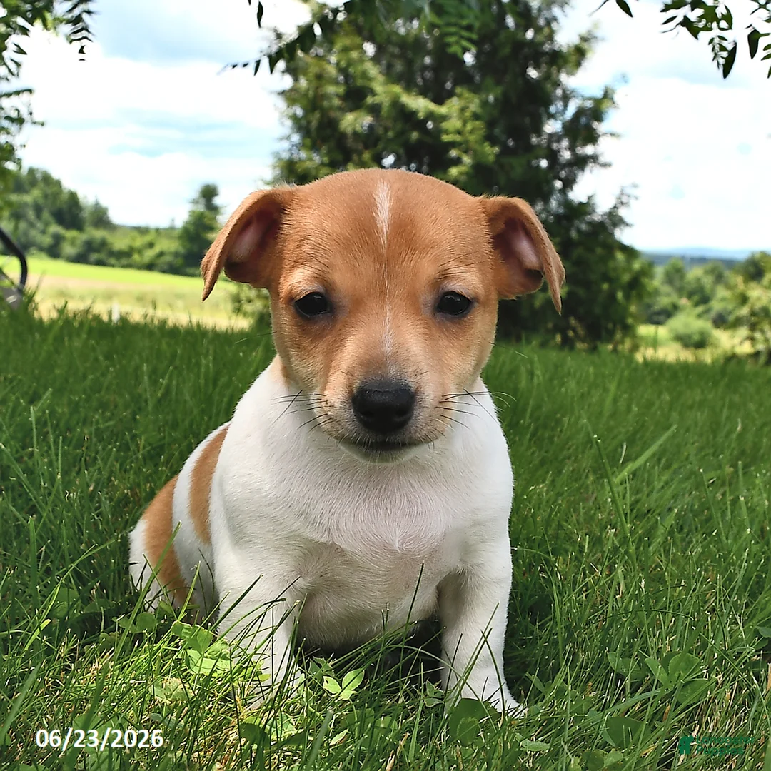 Jack Russell Terrier dogs for sale: Dolly - Ad 2