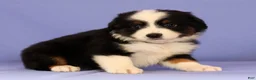 Miniature Australian Shepherd dogs for sale: Mandy - Ad 4