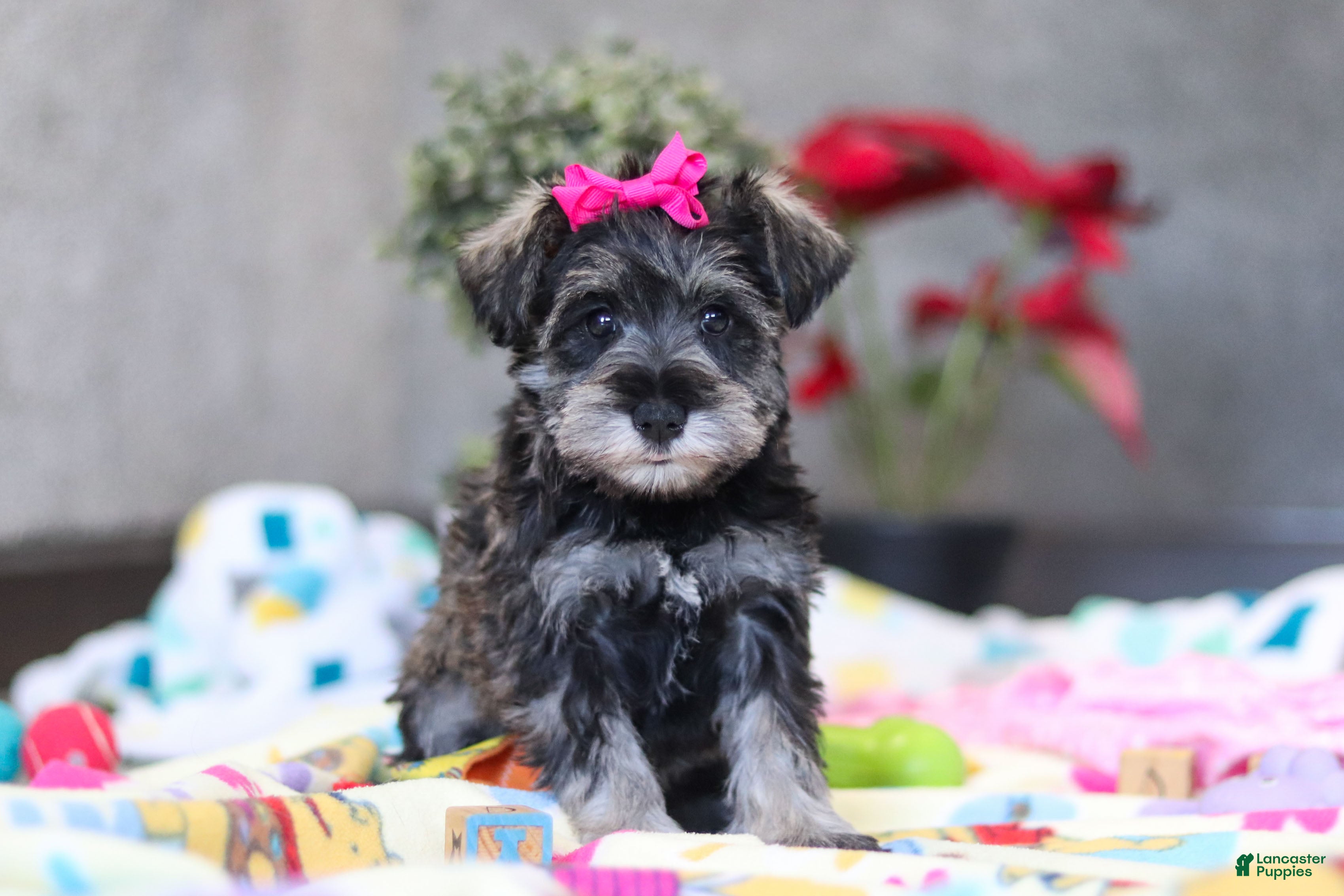 Miniature Schnauzer dogs Mila - Ad 19