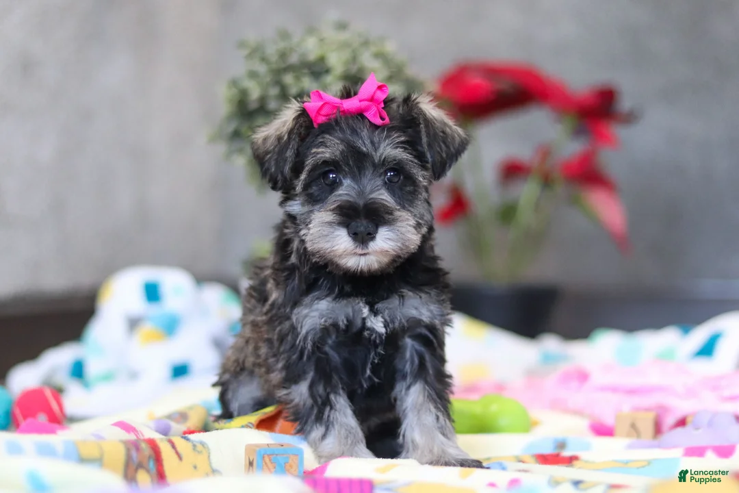 Miniature Schnauzer dogs for sale: Mila - Ad 1