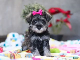 Miniature Schnauzer dogs Mila - Ad 19