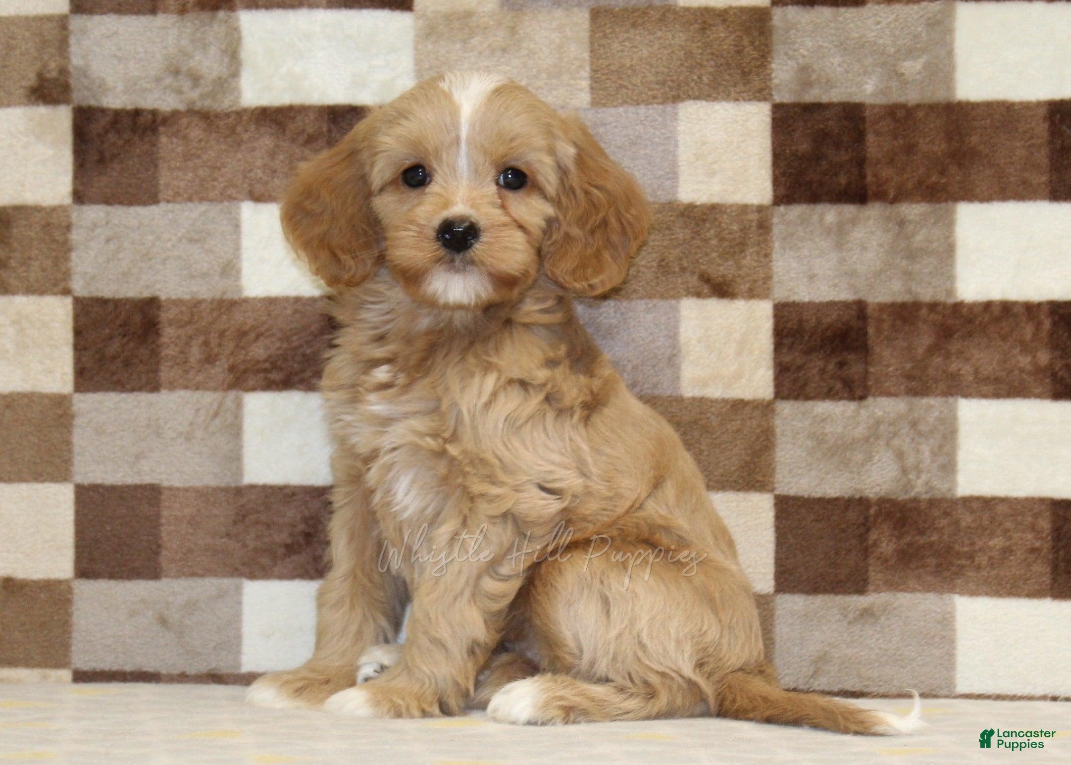 Mixed Breed dogs Molly - Ad 1