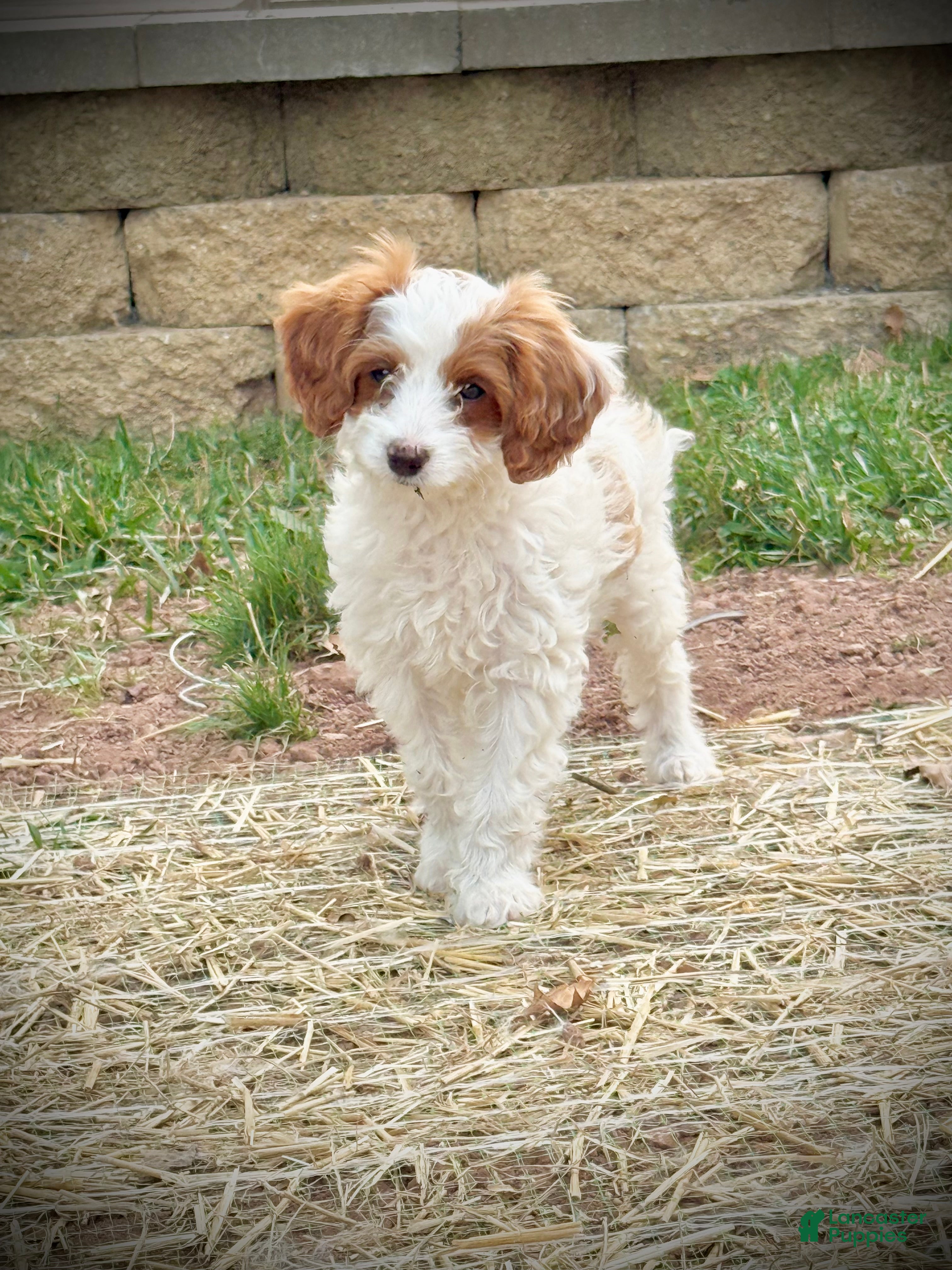 Cavapoo dogs Casper  - Ad 3