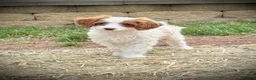 Cavapoo dogs for sale: Casper  - Ad 1