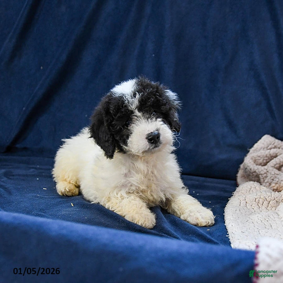 Miniature Poodle dogs for sale: Bella   - Ad 2