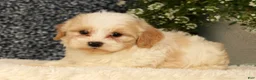 Havapoo dogs for sale: Sawyer - Ad 5