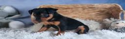 Miniature Pinscher dogs for sale: ANNIE - Ad 2