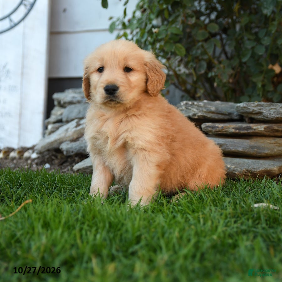 Golden Retriever dogs for sale: Yankee - Ad 1
