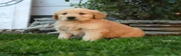 Golden Retriever dogs for sale: Yankee - Ad 1