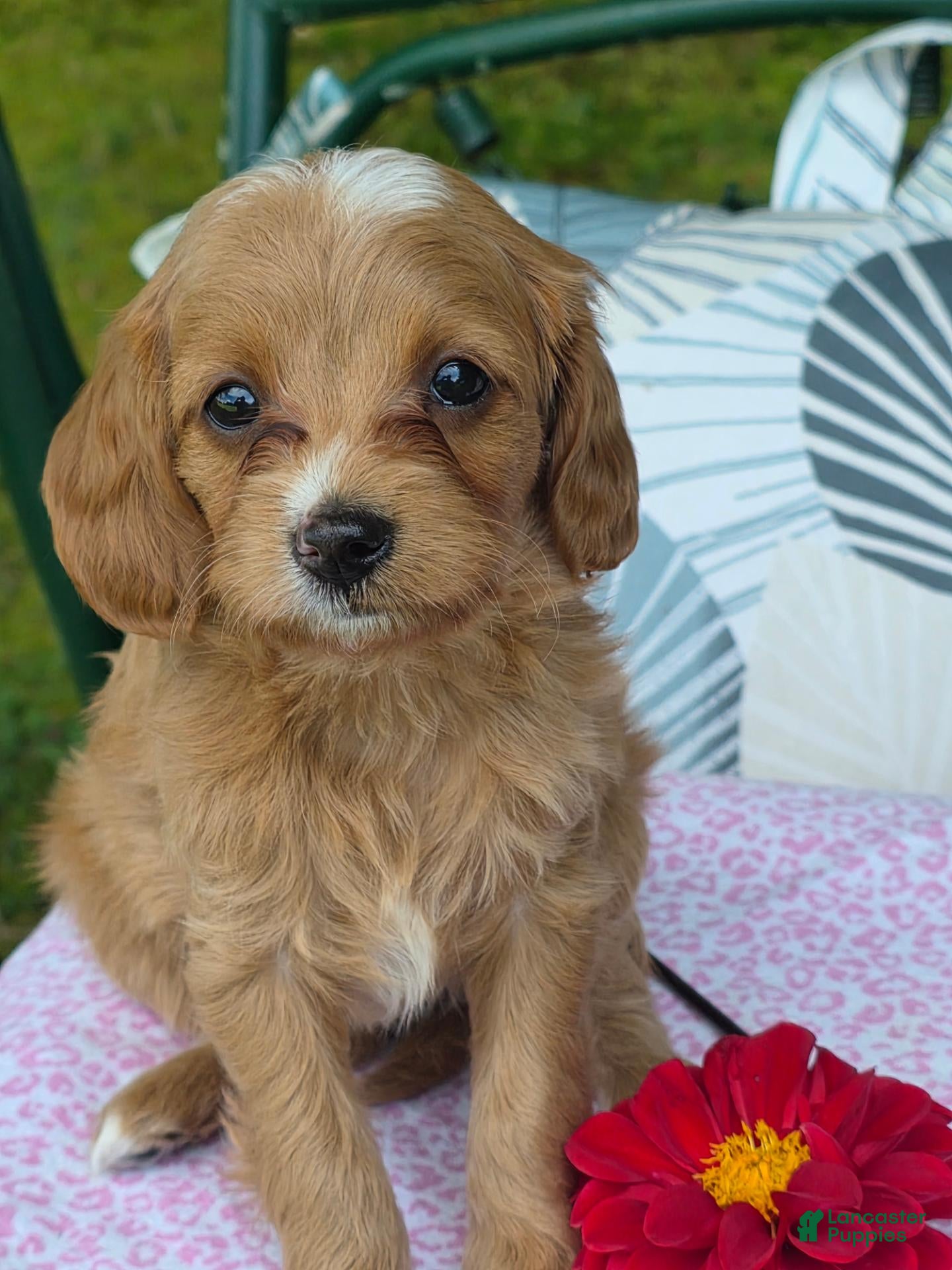 Cavapoo dogs Ava - Ad 1