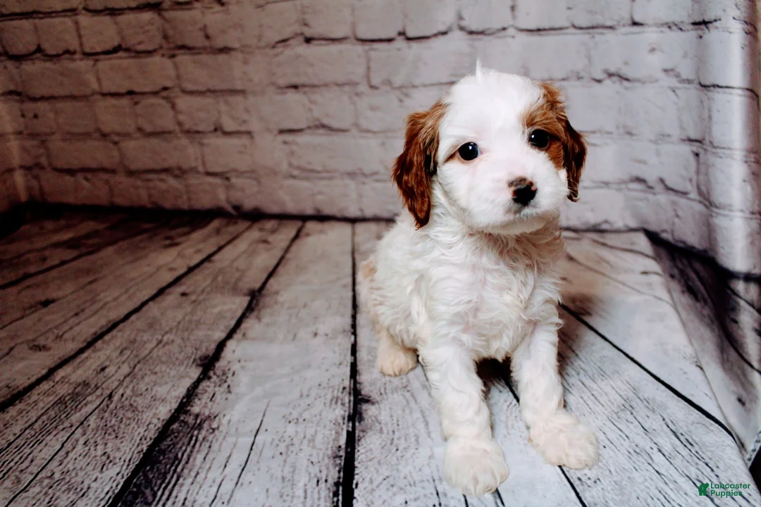 Cavalier King Charles Spaniel dogs for sale: Forrest - Ad 8