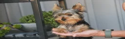 Yorkshire Terrier dogs for sale: Lucy - Ad 5