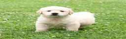 Golden Retriever dogs for sale: Ottis - Ad 6