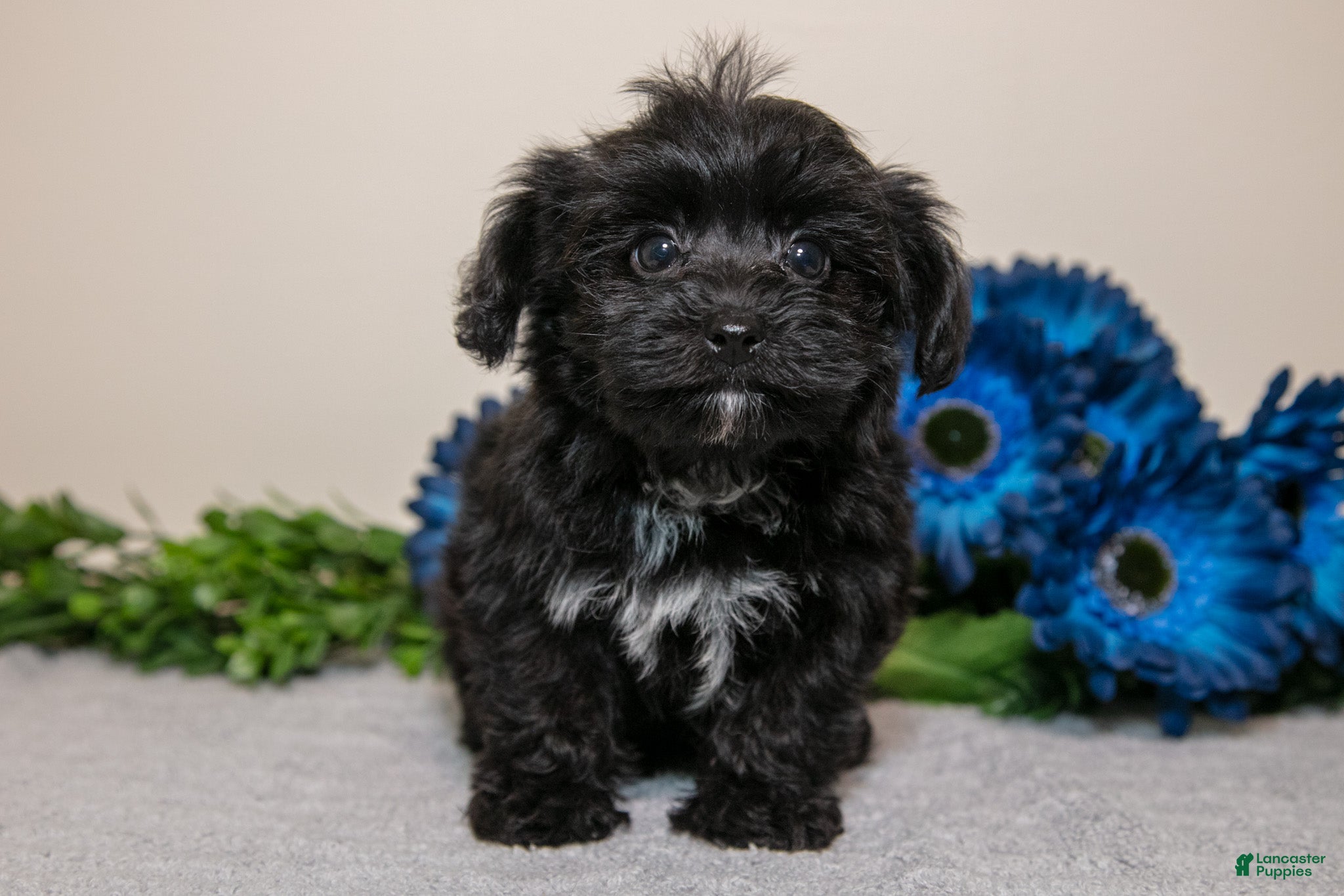Yorkiepoo dogs James - Ad 1