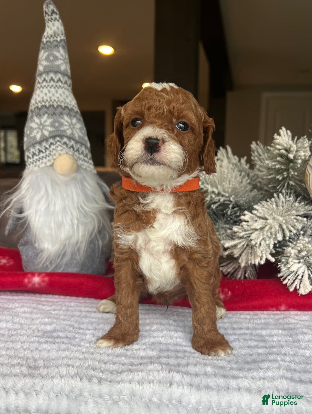 Mini Goldendoodle dogs for sale: Charlie - Ad 1