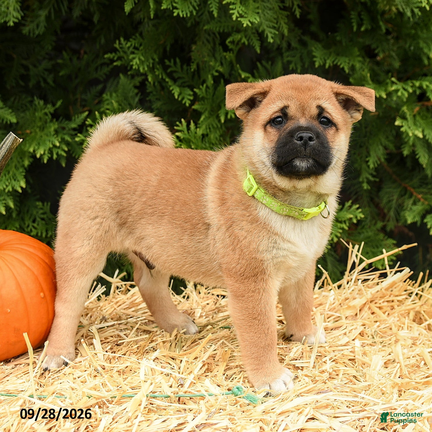 Mixed Breed dogs Randy - Ad 1