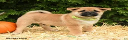 Mixed Breed dogs for sale: Randy - Ad 1