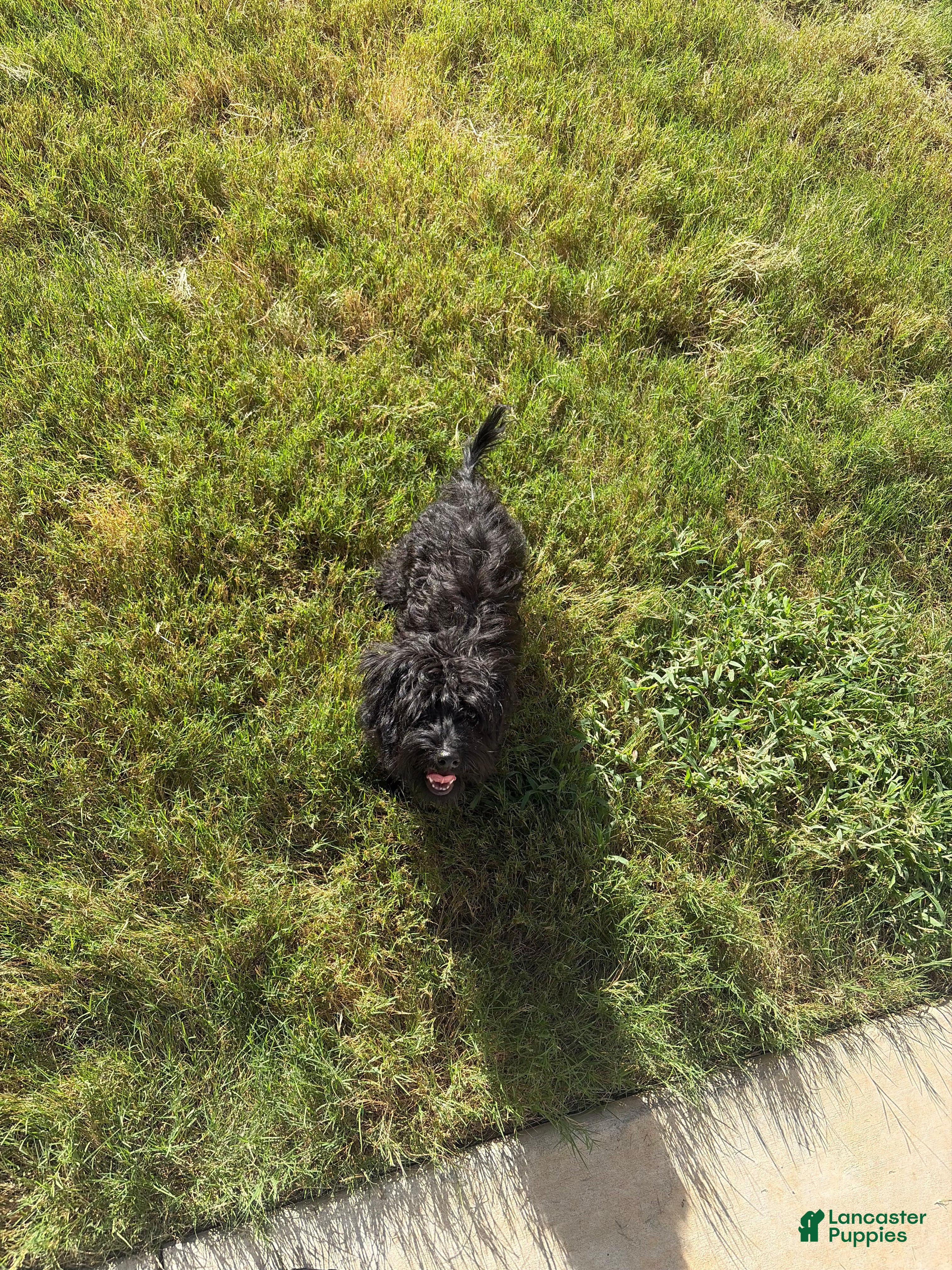 Yorkiepoo (Yorkiepoo, Female) in Charlotte, NC