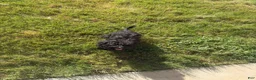Yorkiepoo dogs for sale: Yorkiepoo 1 - Ad 1