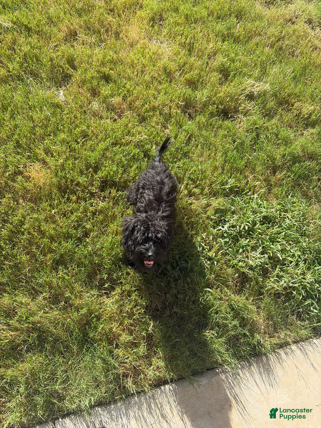 Yorkiepoo dogs for sale: Yorkiepoo 1 - Ad 1