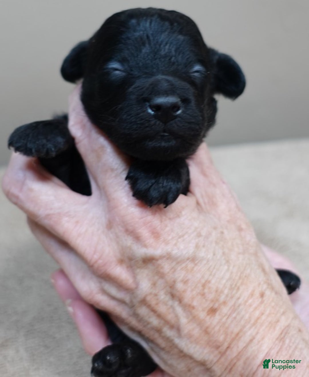 Toy Poodle dogs for sale: Benny - Ad 9