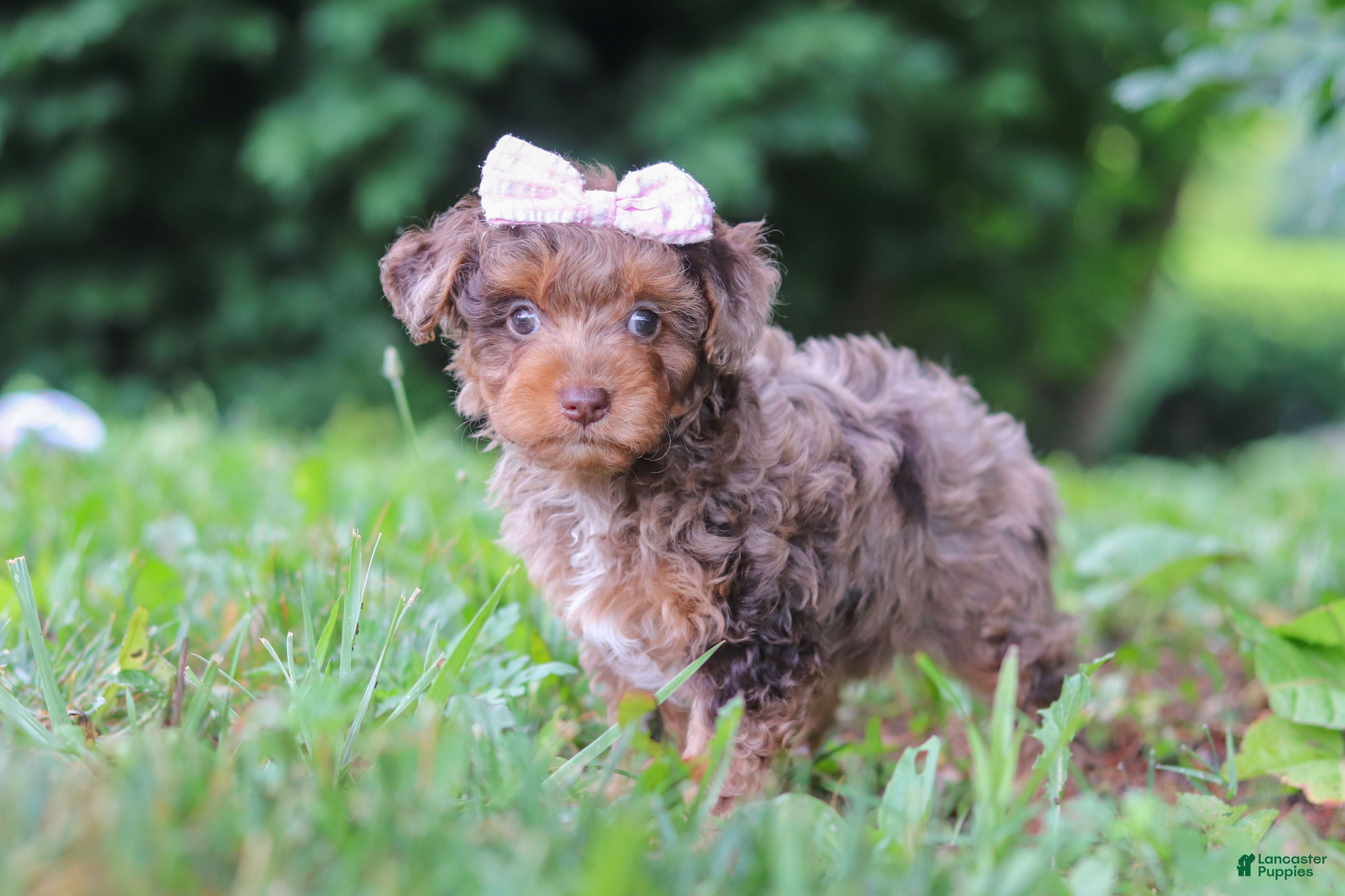 Yorkiepoo dogs Lexi - Ad 2