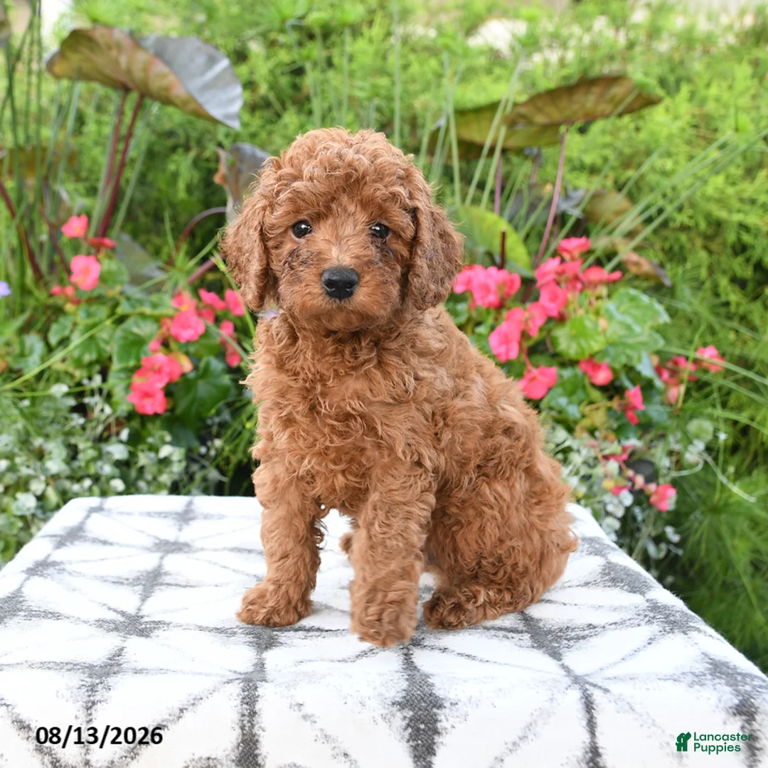 Toy Poodle dogs for sale: Remington - Ad 1