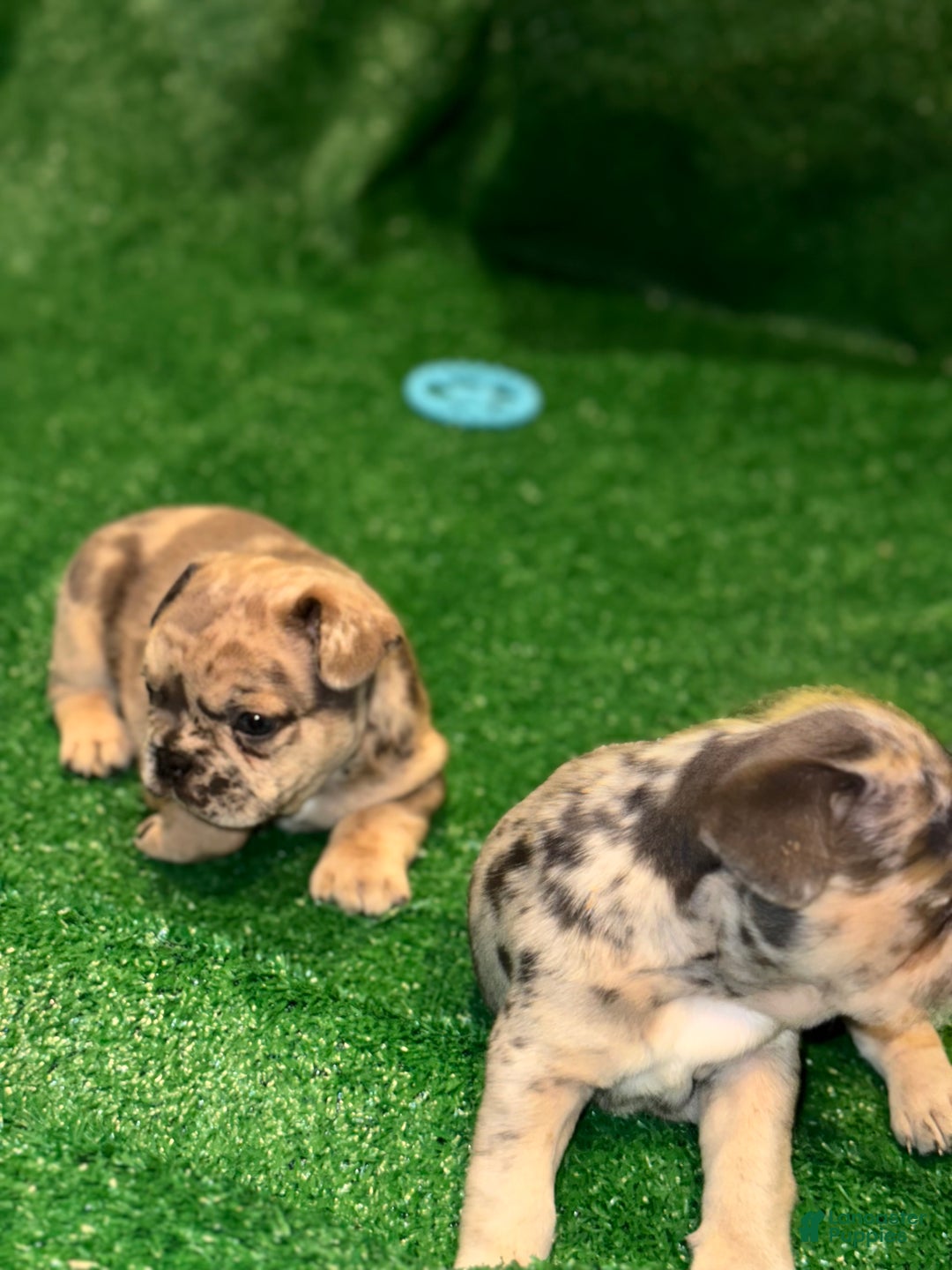 French Bulldog dogs for sale: French Bulldog Puppy 1 - Ad 4