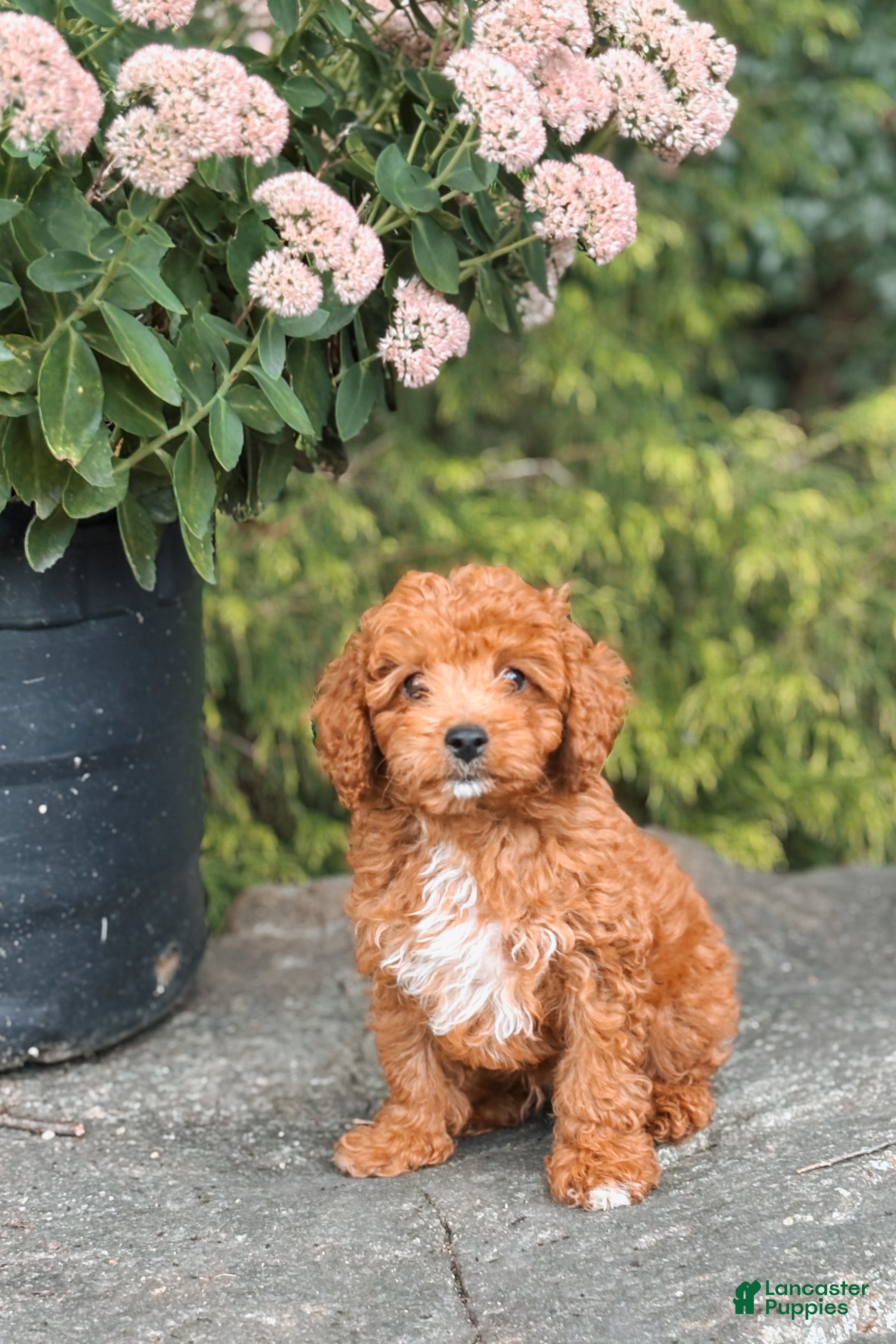 Cavapoo dogs Dash - Ad 21