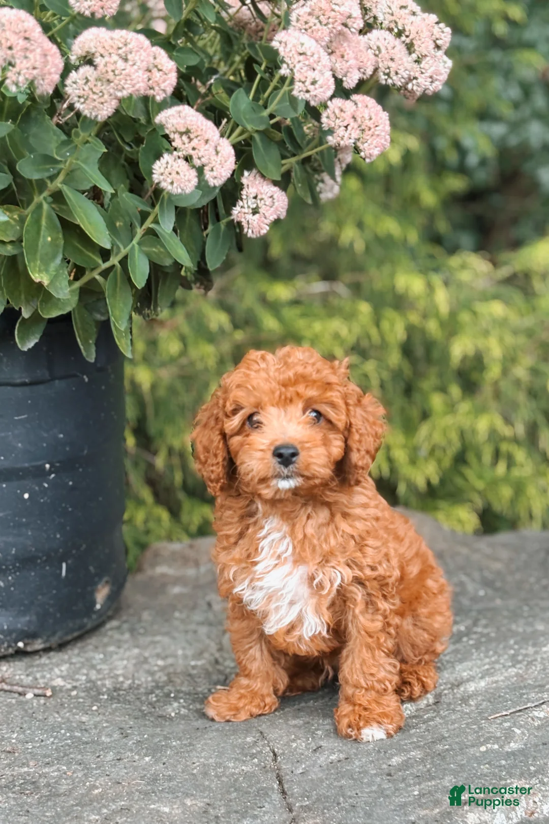 Cavapoo dogs for sale: Dash - Ad 1