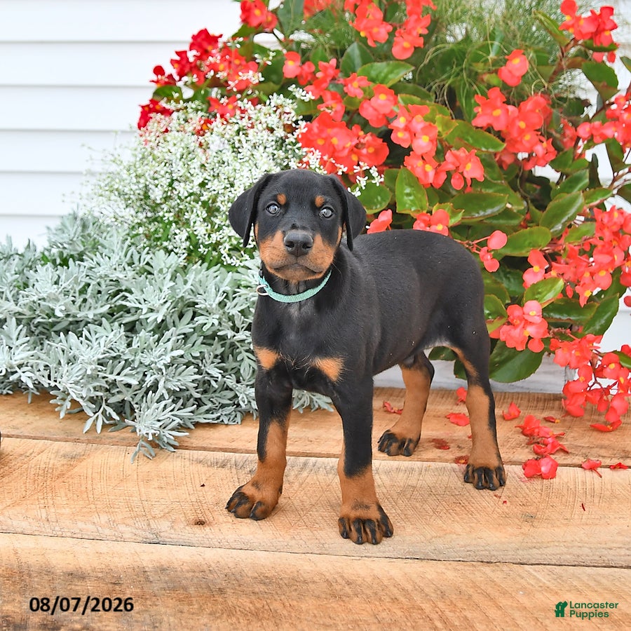 Doberman Pinscher dogs Otto - Ad 1
