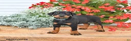 Doberman Pinscher dogs for sale: Otto - Ad 1