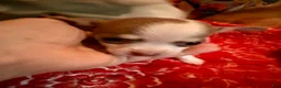 Chihuahua dogs for sale: Firdie - Ad 6